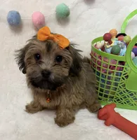 Nova, a female Havanese and Shih Tzu for sale in Norfolk, NE – Photo 2 of 6