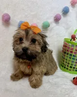 Nova, a female Havanese and Shih Tzu for sale in Norfolk, NE – Photo 4 of 6