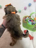 Nova, a female Havanese and Shih Tzu for sale in Norfolk, NE – Photo 6 of 6