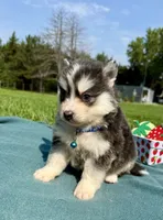 Blue, a male Pomsky for sale in Norfolk, NE – 9 of 10