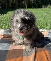 Duke, a male Havapoo for sale in Norfolk, NE – 6 of 7