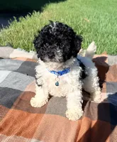 Cam, a male Maltipoo and Shih Tzu for sale in Norfolk, NE – 2 of 7