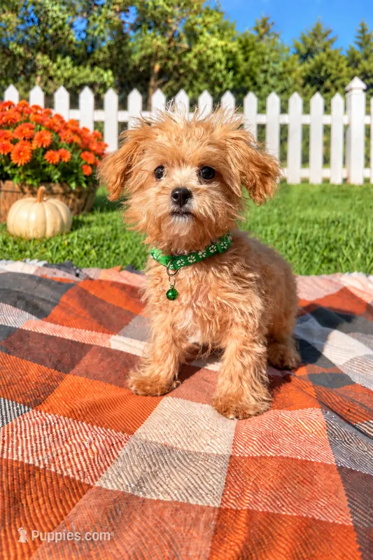 Conner  – Maltipoo puppy for sale in Norfolk, NE