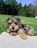 Jaxs, a male Yorkshire Terrier and Poodle - Toy  for sale in Norfolk, NE – 2 of 4