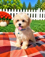 Tuck, a male Havapoo for sale in Norfolk, NE – 1 of 6