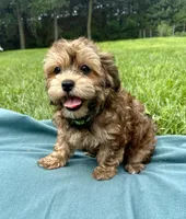 Trigg, a male Havanese for sale in Norfolk, NE – 3 of 6