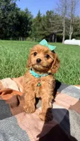 Maggie, a female Cavapoo for sale in Norfolk, NE – 4 of 9