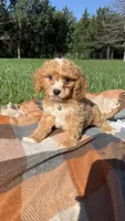 Mochi, a male Cavapoo for sale in Norfolk, NE – 4 of 9