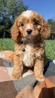 Murphy, a male Cavapoo for sale in Norfolk, NE – 6 of 9