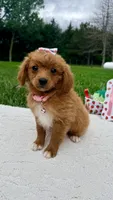 Georgia , a female Miniature Goldendoodle for sale in Norfolk, NE – 3 of 4