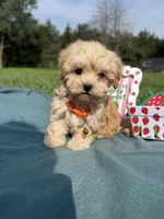 Teddy, a male Havanese for sale in Norfolk, NE – 3 of 7
