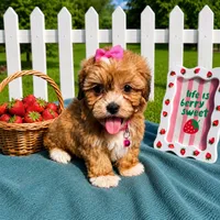 Gemma, a female Havanese for sale in Norfolk, NE – 1 of 8