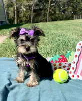 Whinnie , a female Miniature Schnauzer and Poodle - Toy  for sale in Norfolk, NE – 3 of 3