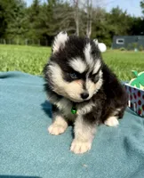 West, a male Pomsky for sale in Norfolk, NE – 7 of 10