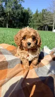 Finn, a male Cavapoo for sale in Norfolk, NE – 4 of 8