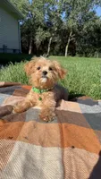 Conner , a male Maltipoo for sale in Norfolk, NE – 4 of 4