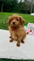 Gunner , a male Miniature Goldendoodle for sale in Norfolk, NE – 3 of 4