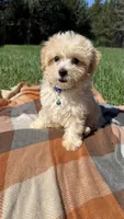 Tuck, a male Havapoo for sale in Norfolk, NE – 4 of 6