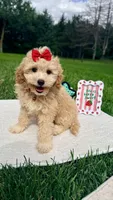 Micromini Holly, a female Goldendoodle for sale in Norfolk, NE – 3 of 6