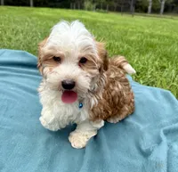 Garrett , a male Havanese for sale in Norfolk, NE – 3 of 10