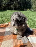 Duke, a male Havapoo for sale in Norfolk, NE – 2 of 7