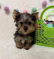 Oliver , a male Yorkshire Terrier for sale in Norfolk, NE – Photo 1 of 8