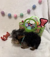 Oliver , a male Yorkshire Terrier for sale in Norfolk, NE – Photo 2 of 8