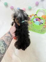 Oliver , a male Yorkshire Terrier for sale in Norfolk, NE – Photo 8 of 8