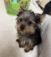 Oliver , a male Yorkshire Terrier for sale in Norfolk, NE – Photo 5 of 8