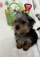 Oliver , a male Yorkshire Terrier for sale in Norfolk, NE – Photo 4 of 8