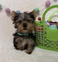 Oliver , a male Yorkshire Terrier for sale in Norfolk, NE – Photo 7 of 8