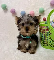 Oliver , a male Yorkshire Terrier for sale in Norfolk, NE – Photo 6 of 8