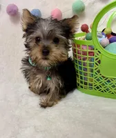 Oliver , a male Yorkshire Terrier for sale in Norfolk, NE – Photo 3 of 8