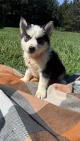 Ruby , a female Pomsky for sale in Norfolk, NE – 6 of 8