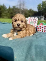 Bear, a male Havanese for sale in Norfolk, NE – 3 of 6