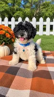 Cam, a male Maltipoo and Shih Tzu for sale in Norfolk, NE – 1 of 7