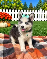 GiGi, a female Pomsky for sale in Norfolk, NE – 1 of 8