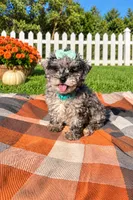 Mia, a female Maltipoo and Shih Tzu for sale in Norfolk, NE – 1 of 9