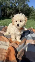 Ty, a male Maltipoo and Shih Tzu for sale in Norfolk, NE – 3 of 9