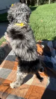 Stella, a female Maltipoo and Shih Tzu for sale in Norfolk, NE – 4 of 10