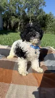 Cam, a male Maltipoo and Shih Tzu for sale in Norfolk, NE – 4 of 7