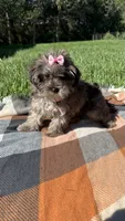 Princess , a female Havapoo for sale in Norfolk, NE – 5 of 6