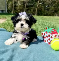 Jazz, a female Maltese and Havamalt for sale in Norfolk, NE – 1 of 8