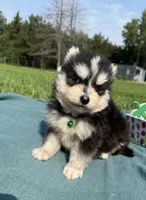 West, a male Pomsky for sale in Norfolk, NE – 3 of 10
