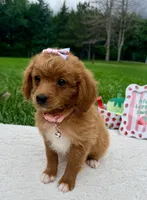 Georgia , a female Miniature Goldendoodle for sale in Norfolk, NE – 2 of 4