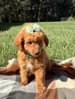 Millie, a female Miniature Goldendoodle for sale in Norfolk, NE – 4 of 7