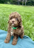 Sammy, a male Shihpoo for sale in Norfolk, NE – 2 of 10