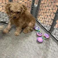 Tootsie, a male Cavapoo for sale in Norfolk, NE – Photo 7 of 10