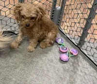 Tootsie, a male Cavapoo for sale in Norfolk, NE – Photo 7 of 10