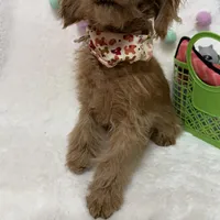 Tootsie, a male Cavapoo for sale in Norfolk, NE – Photo 5 of 10